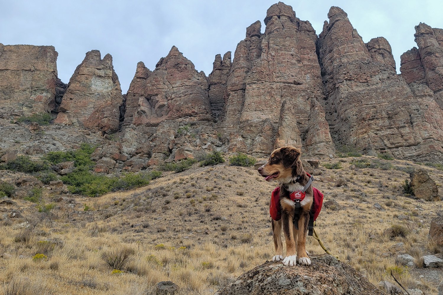 A dog wearing the Kurgo Baxter backpack in the high desert