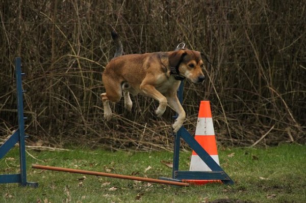 Dog Trainer