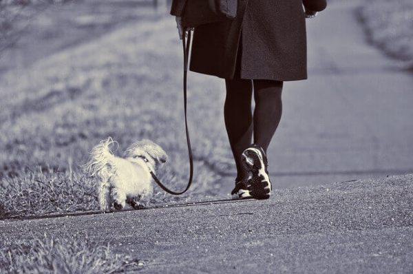 Dog Walking Services - starting a small business from home ideas