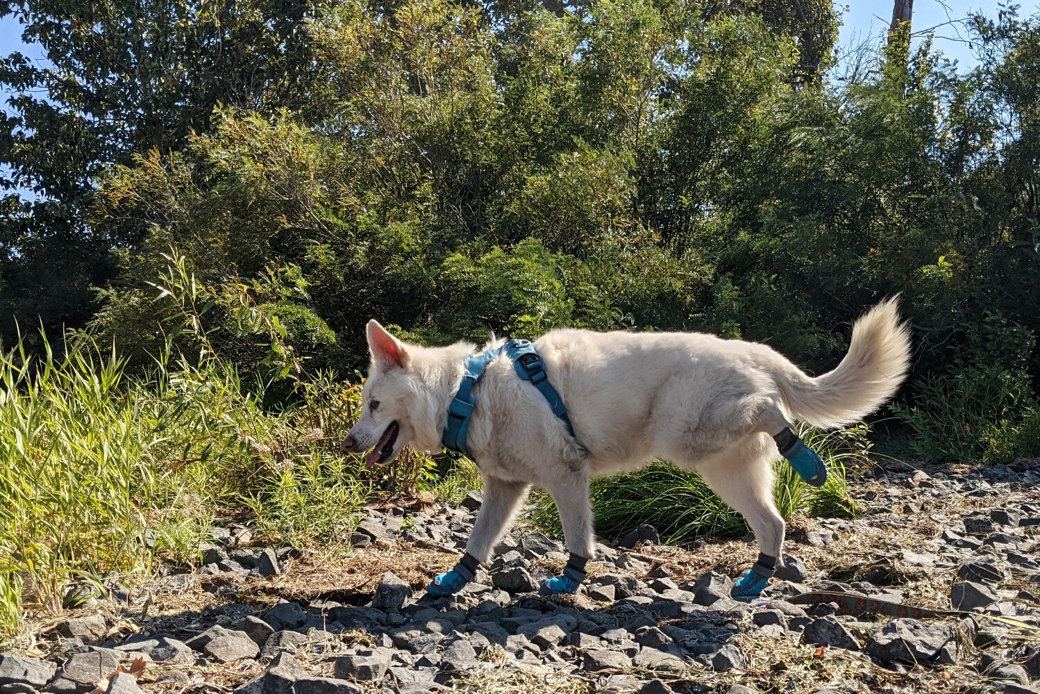 It’s normal for dogs to stand or walk a little funny when you first put their boots on