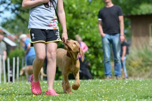 Set Up a Dog Park