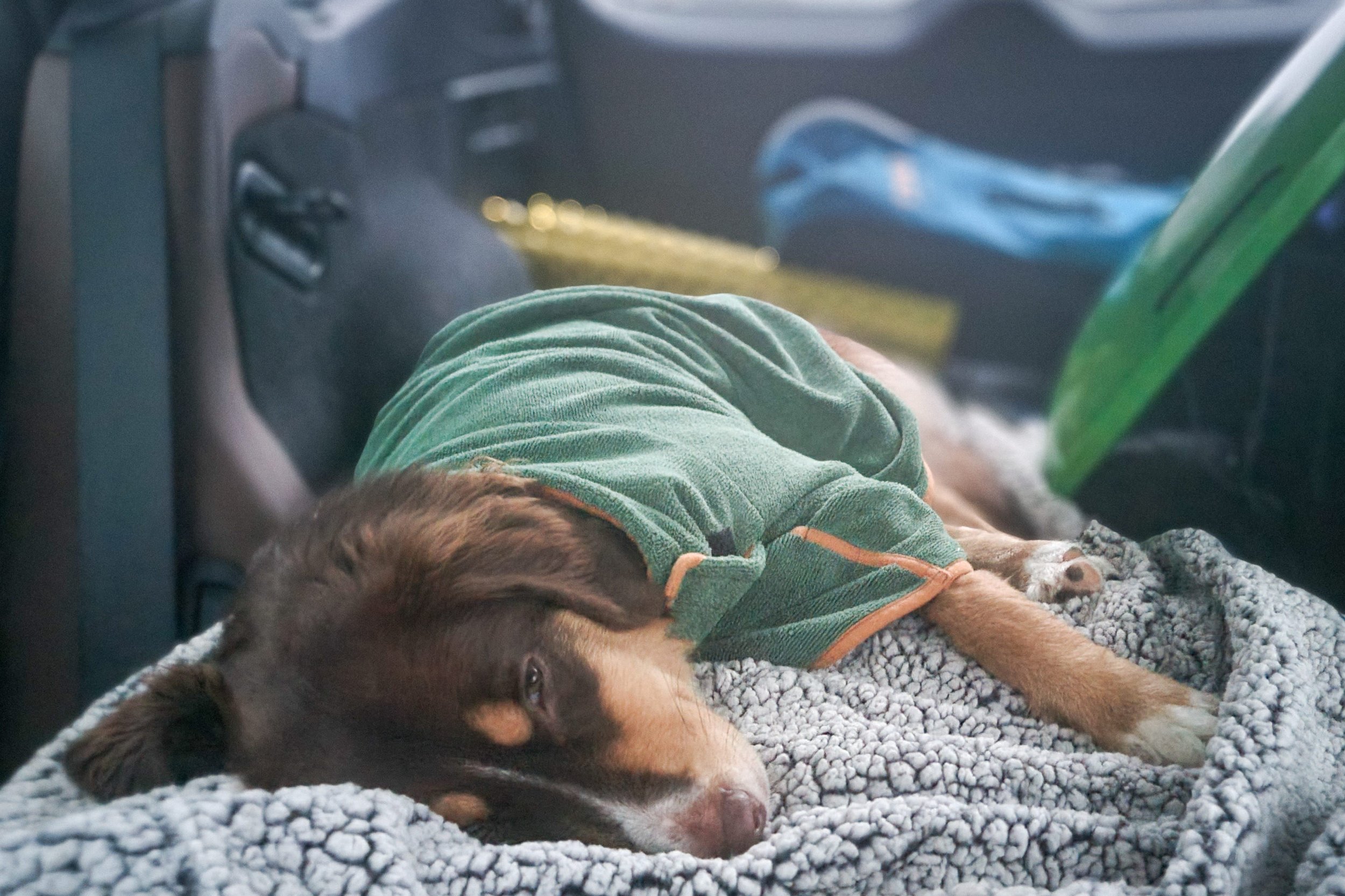 A dog bundled up in the Oceas Sherpa Fleece blanket after a snowshoe hike